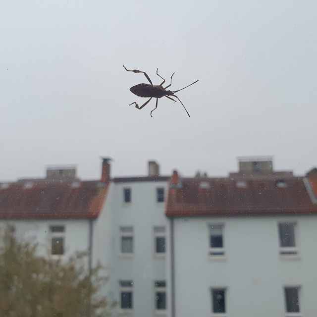 Wanze sitzt auf Fensterscheibe, im Hintergrund Himmel und Häuser. Insekt hebt sich vor Himmel ab.