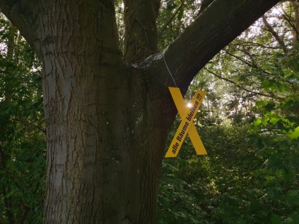 In einem Laubbaum mit dickem Stamm hängt ein gelbes Holzkreuz, darauf steht: "Alle Bäume bleiben!!!" 